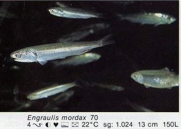 Engraulis mordax